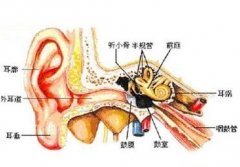 化脓性中耳炎是由什么原因引起的