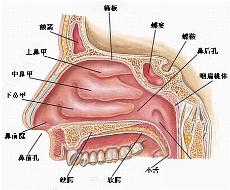 鼻炎示意图