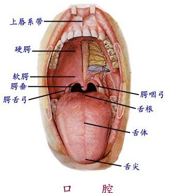 口腔结构图